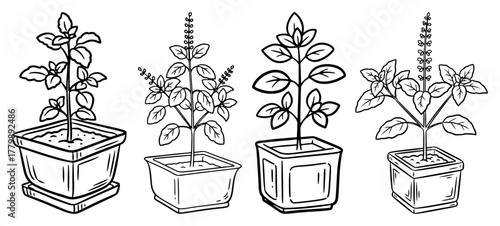 Tulsi Plant Set Hand Drawn Sketch. Sacred Holy Basil in Pot Vector Illustration