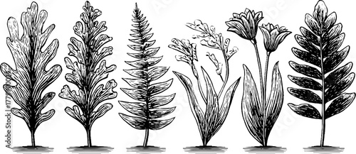 Vintage botanical engravings of algae, ferns, and flowering plants for scientific study and design