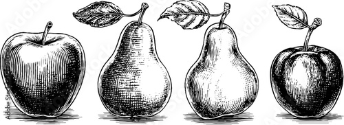 Vintage hand drawn apple pear plum set for design, poster, card