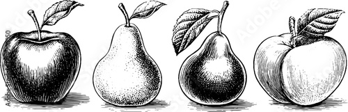 Vintage fruit collection: hand drawn apple pear and plum sketch for retro designs