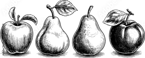 Vintage apple, pear, and plum sketch set - engraved fruit illustrations for retro design