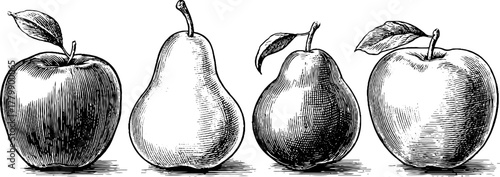 Vintage fruit collection with apple, pear, and plum - hand drawn engraving for design