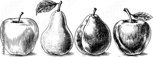Vintage fruit sketches of apple, pear, and plum for retro design
