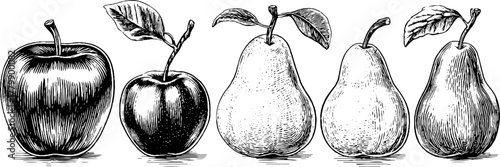 Vintage fruit illustrations of apple, pear, and plum in engraving style for retro design