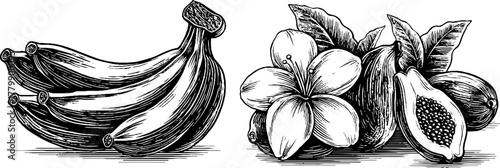 Vintage tropical fruit sketch with banana pineapple papaya and leaf elements for retro design