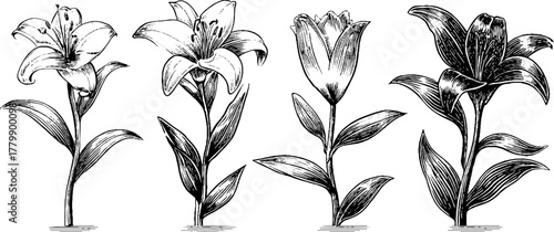 Vintage botanical sketch of blooming and dried flowers for retro design