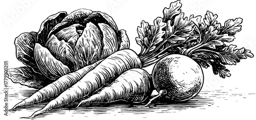 Vintage engraving of carrot, beetroot, and cabbage in black and white