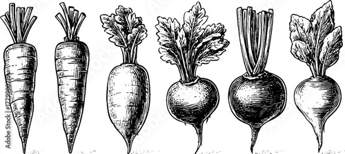 Vintage vegetable sketch collection: carrot, beetroot, radish illustrations for design projects