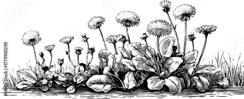 Vintage dandelion garland and clover border motif design for cards or posters