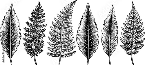 Vintage fern frond design: hand drawn leaf borders for print and decoration