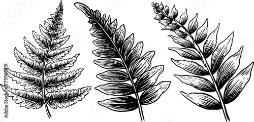 Ornamental fern frond cluster border design for nature-themed art and decoration