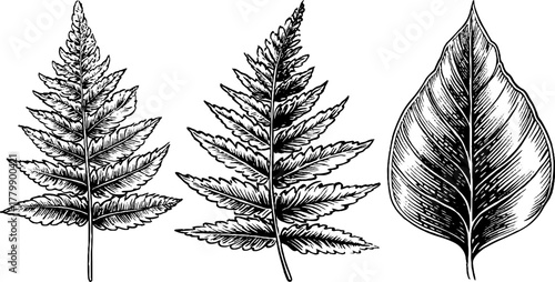 Vintage fern frond and leaf sketches for botanical designs and nature-themed decor