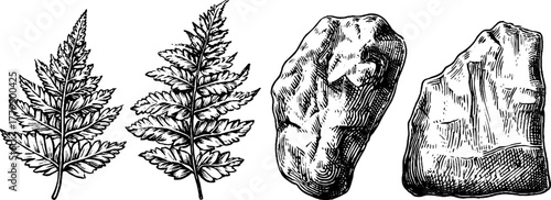 Vintage engraving style collection of fern leaves, feathers, and smooth stones for design