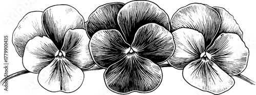 Vintage floral divider and leaf separator with vine flourish design