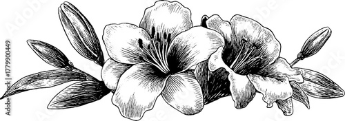 Elegant floral divider design with leaf vines and flourishes for vintage decoration