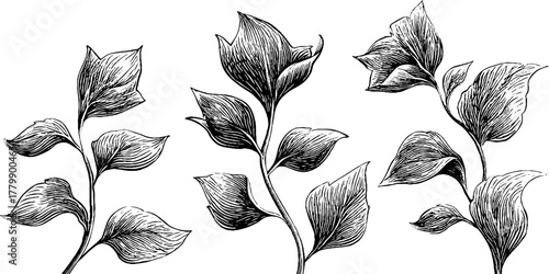 Elegant floral flourish with leaf swirl stem motif for retro design and decoration