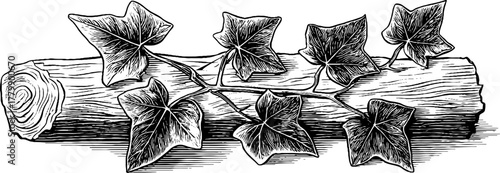 Vintage ivy vine and leaves engraving for design and decoration