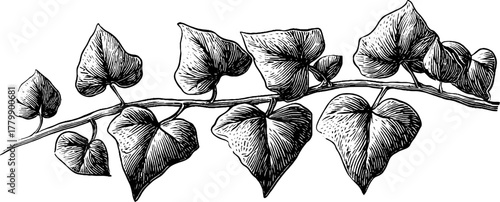 Vintage ivy vine leaves: hand-drawn engraving design for retro decor