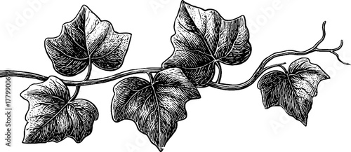 Vintage ivy vine leaves and stems design for decoration and print