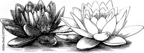 Vintage engraving of lotus flowers with dew drops for artistic and decorative design