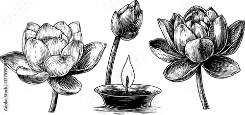 Lotus flower set with candle flame and seed sprout - vintage botanical design for cards and posters