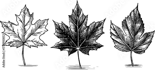 Vintage leaf motif collection: maple, beech, and birch sketch for design projects