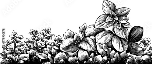 Herbal border design with mint, basil, and parsley leaves for decorative use