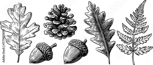 Vintage botanical engravings of oak branch, pine cone, mountain fern for nature design