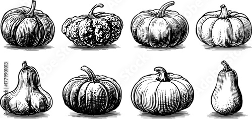Vintage hand-drawn pumpkin, zucchini, and squash illustrations for retro designs