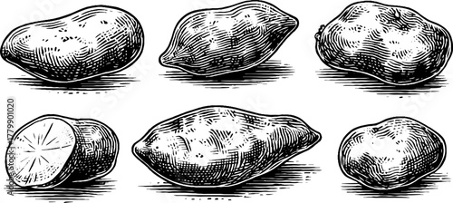 Vintage hand drawn set of potato, yam, and sweet potato illustrations for retro designs