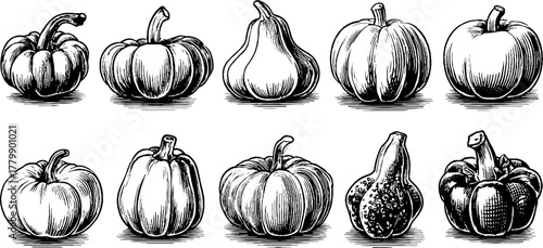 Hand drawn vintage pumpkin, zucchini, and squash set for autumn harvest design
