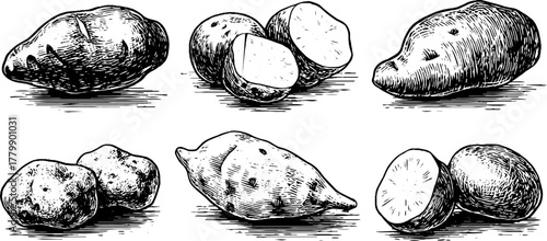 Hand drawn set of potatoes, yams, and sweet potatoes - vintage engraving style for retro designs