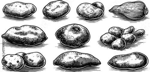 Vintage sketch of potatoes, yam, and sweet potatoes for retro design, print, and poster