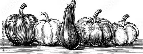 Vintage engraving of pumpkin and zucchini squash set for autumn decor and design