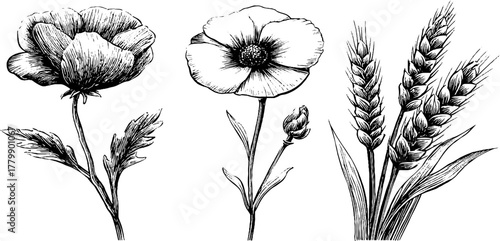 Vintage botanical illustration of radial flowers and bilateral leaf seed heads for design