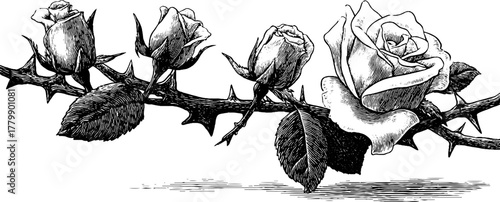 Vintage rose border with thorny stem and rosebuds for design motifs