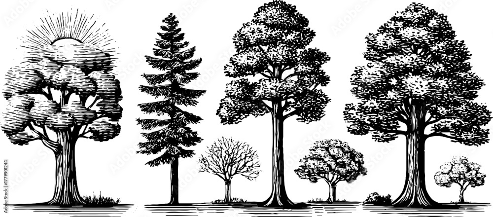 Fototapeta premium Vintage tree ring and leaf illustration for botanical design