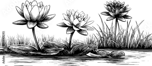 Vintage water lily and reed collection - hand drawn design for posters and prints