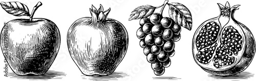 Vintage botanical engravings of apple, grape, and pomegranate for retro design