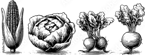 Vintage engraving of corn, cabbage, and beetroot for retro design