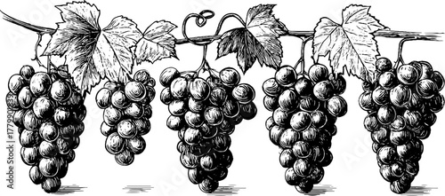 Vintage engraving style of grape cluster with vine, leaf, and tendril for design and decor