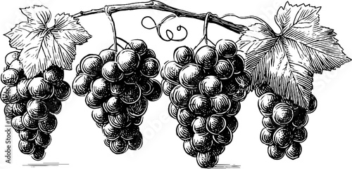 Vintage engraving style grape cluster with vine, leaf, and tendril illustration for retro design