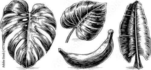 Vintage botanical engraving of monstera, palm, banana leaves and banana for design and decoration