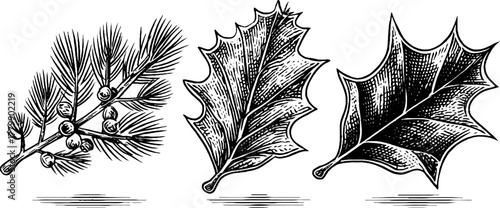 Vintage hand-drawn set of pine branch and holly leaves for holiday design