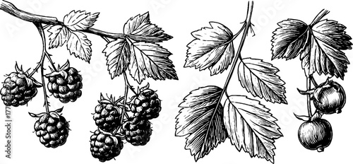 Vintage engraving of raspberry and currant twigs for botanical design