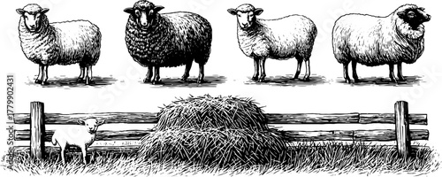 Vintage engraving style set of sheep with fence and hay pile for farm design