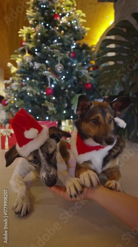 VERTICAL, PORTRAIT: Person gently gives a treat to two dogs dressed as Santa under a glowing Christmas tree. Heartwarming bond between humans and their loyal companions during the holiday season.
