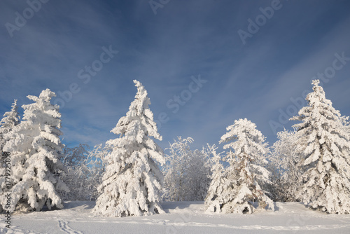 Wallpaper Mural Frost and snow covered evergreen trees with a blue sky in winter Torontodigital.ca