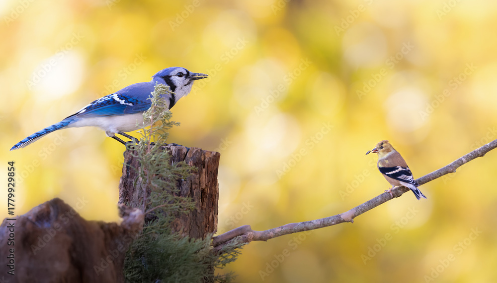 Obraz premium blue jay and goldfinch against golden background