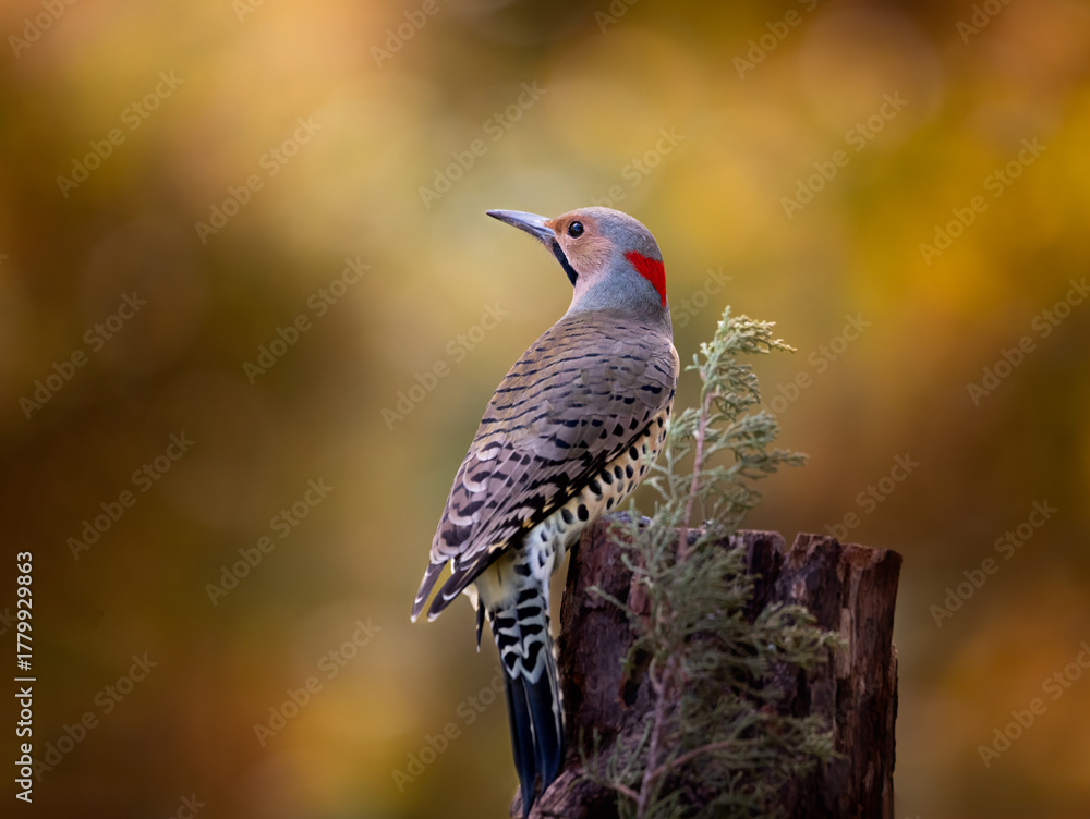 Fototapeta premium northern flicker woodpecker against golden background